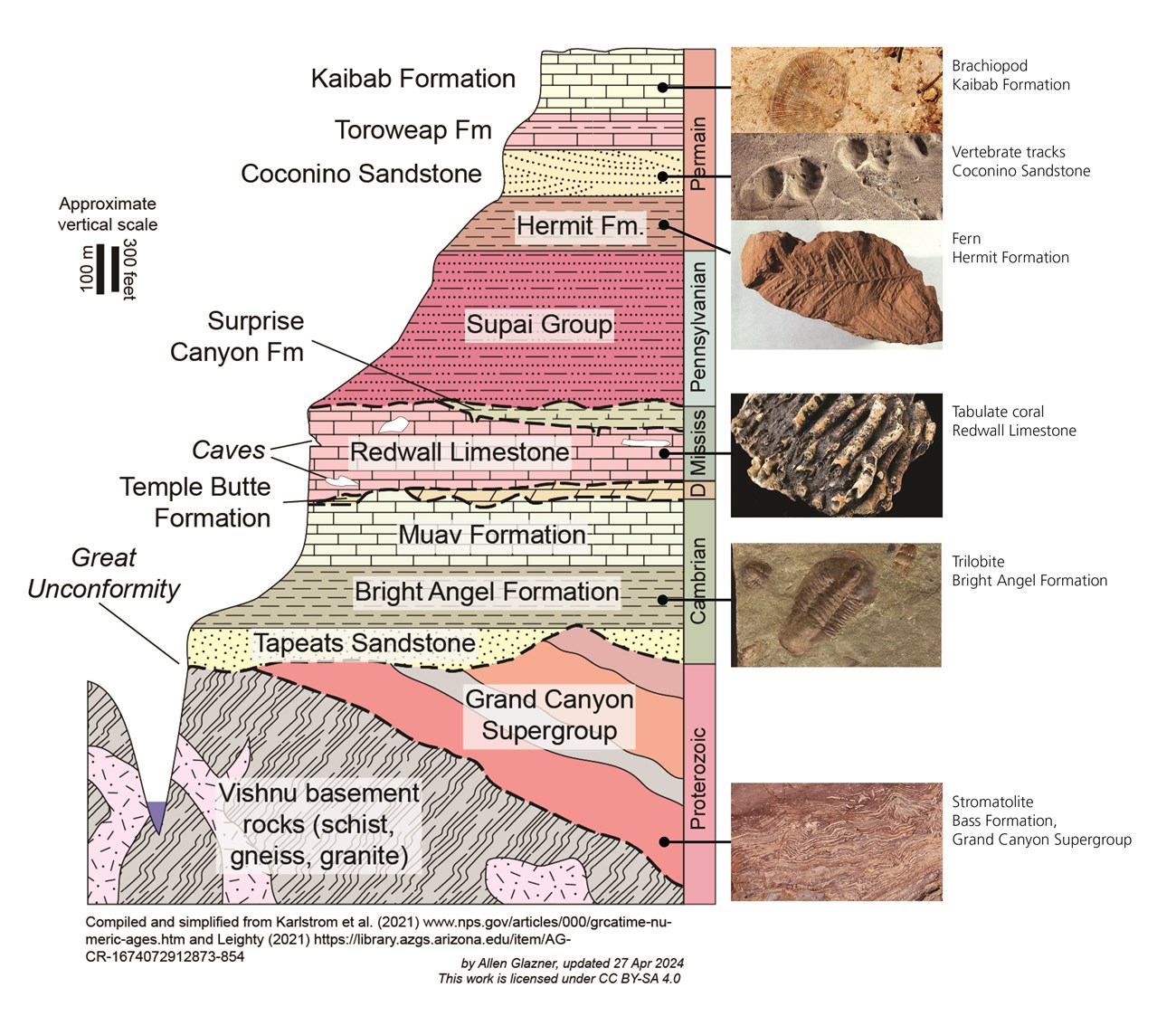 Illustration showing geologic layers of the grand canyon and examples of fossils that occur at various levels.