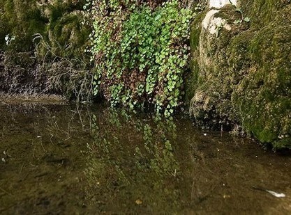 A view showing a portion of a spring and vegetation, in different textures and shades of green, growing next to it.