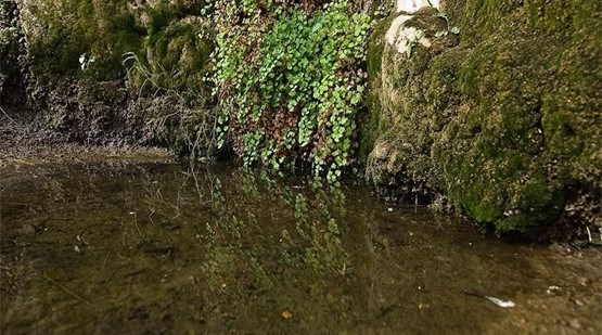 A view showing a portion of a spring and vegetation, in different textures and shades of green, growing next to it.