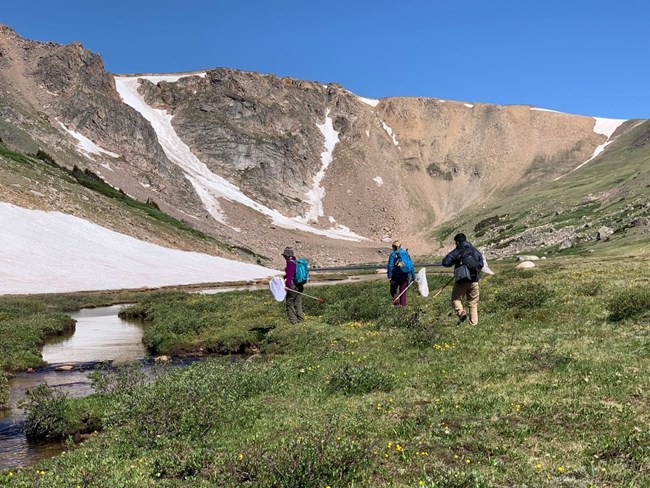 Three technicians holding insect nets, standing in a valley by a stream.