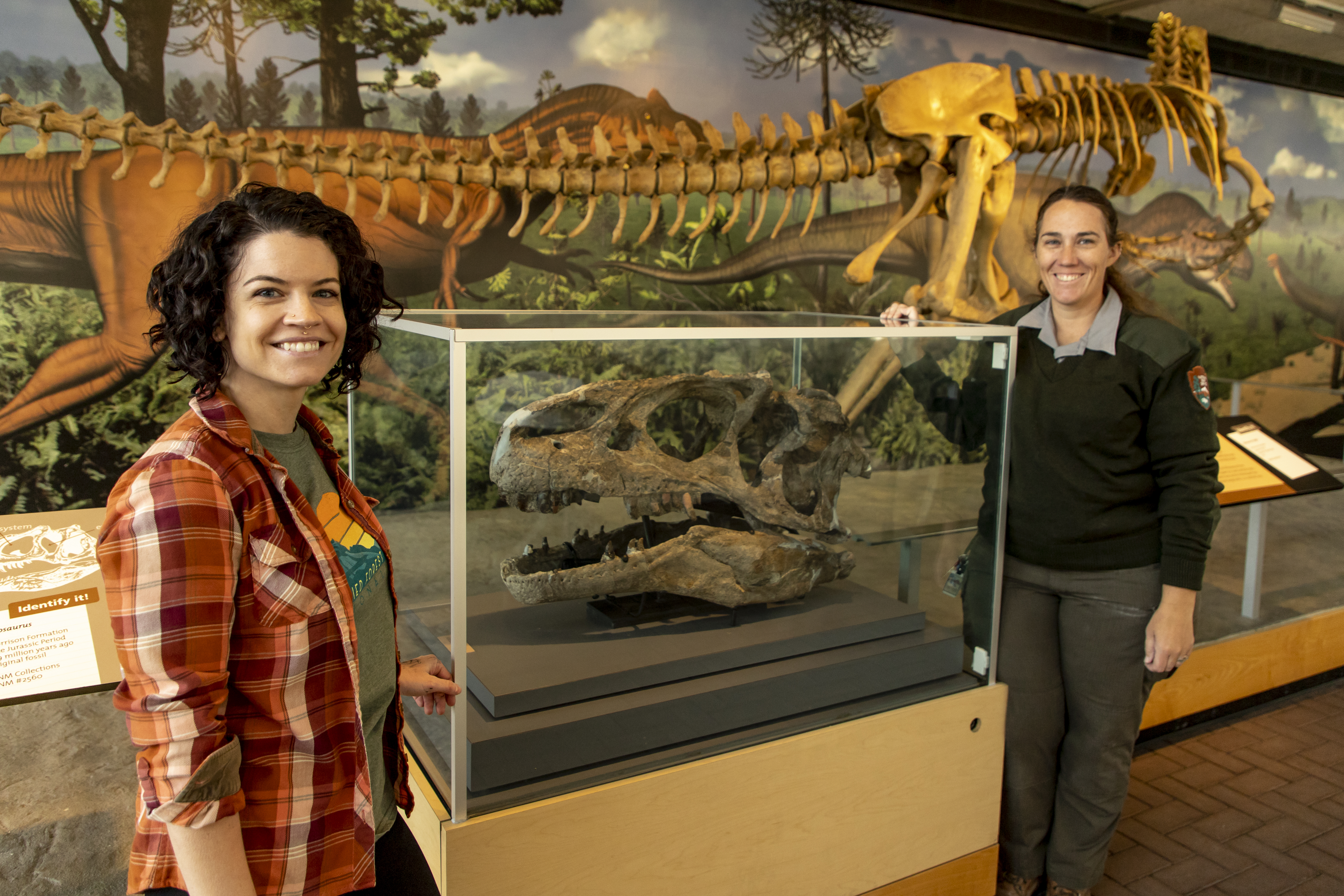 skull in display case