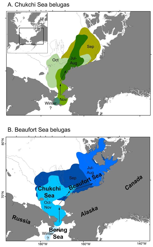 A series of two maps that show population ranges for beluga whales in the Arctic.