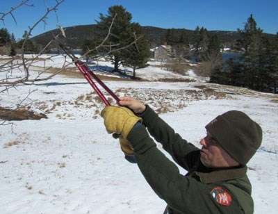 Park staff member in uniform cuts a tree branch with dry, curled leaves with small insect web