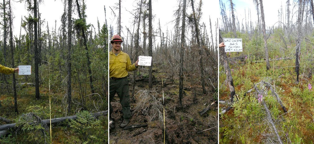 Three photos side-by-side showing black spruce forest at pre-fire and 1 and 8 years post fire.