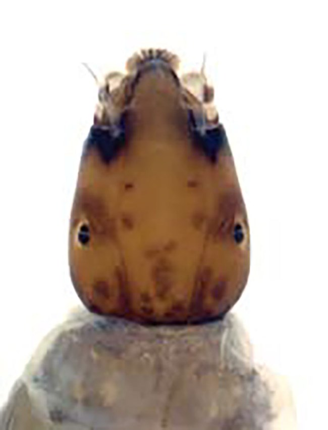 The head of a black fly