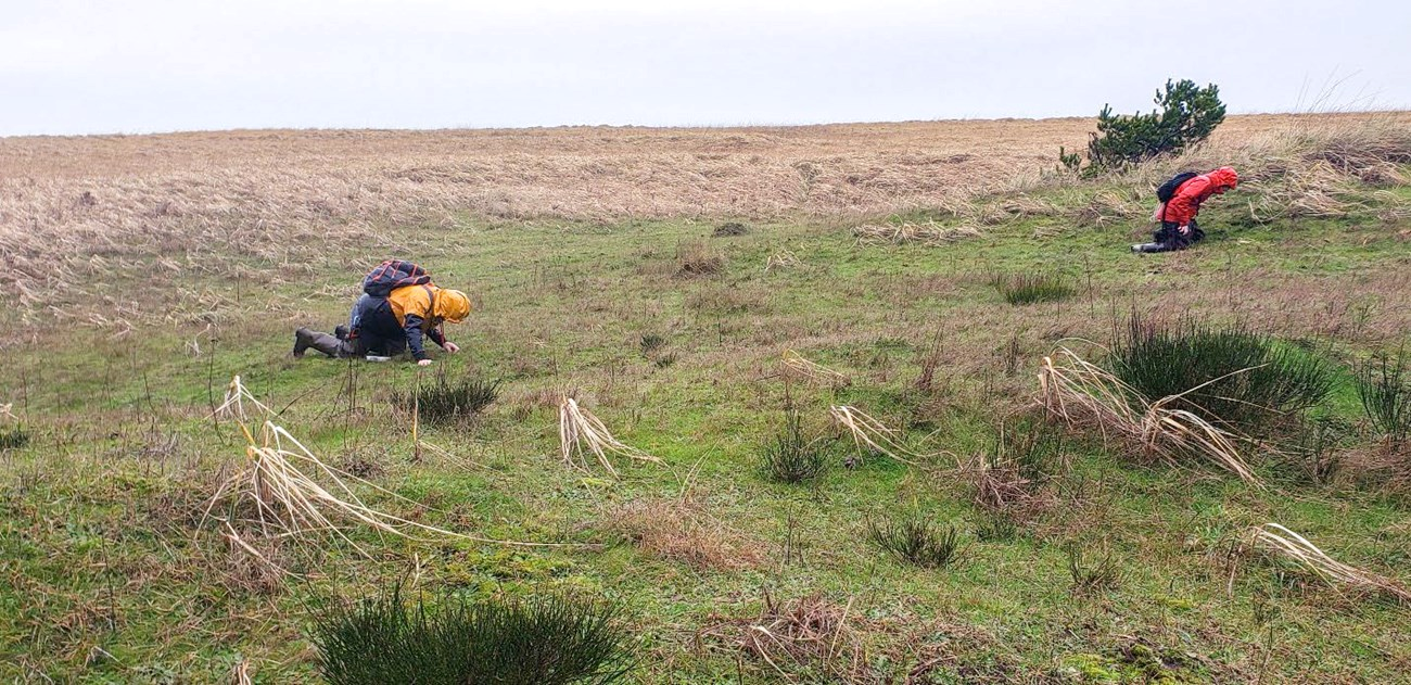 Two people crawling along the ground in a prairie.