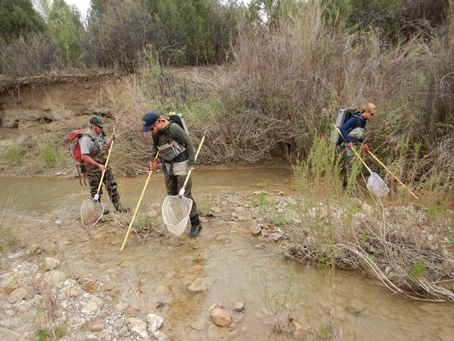 Photo of three people standing in a stream. All three people hold dip nets, and two people hold yellow poles.