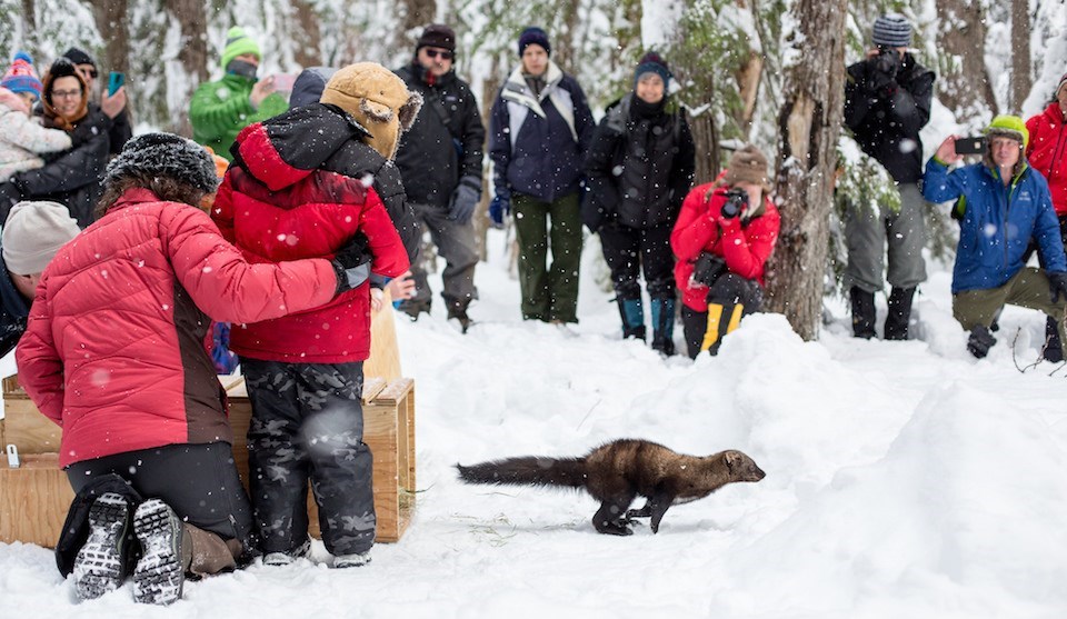 A weasel-like mammal runs out of a wood box into snow as people with cameras watch.