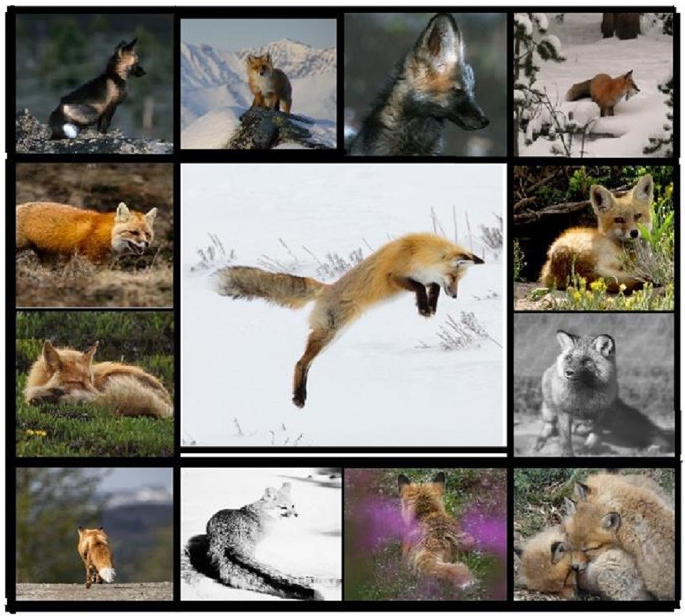 Digital quilt made of various fox photos