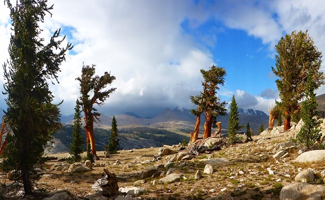 Dispersed foxtail pine trees on a rocky mountain side on a partially cloudy day in Sequoia National Park. Foxtail pine have a brown-orange trunk and bushy green top.