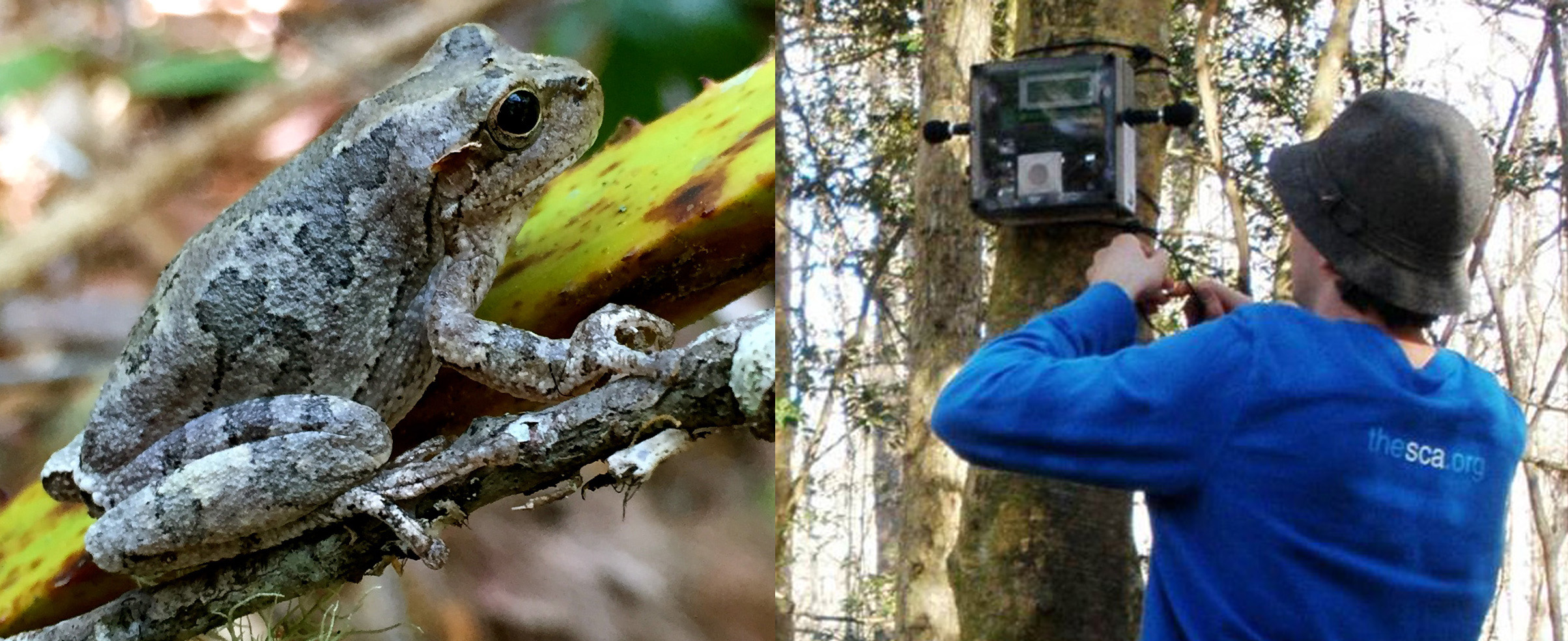 Pinewood treefrog on a branch and a man mounts an ARD to a tree.