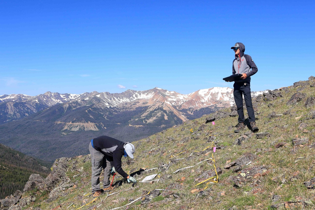 Two people analyze short vegetation on a high alpine slope.