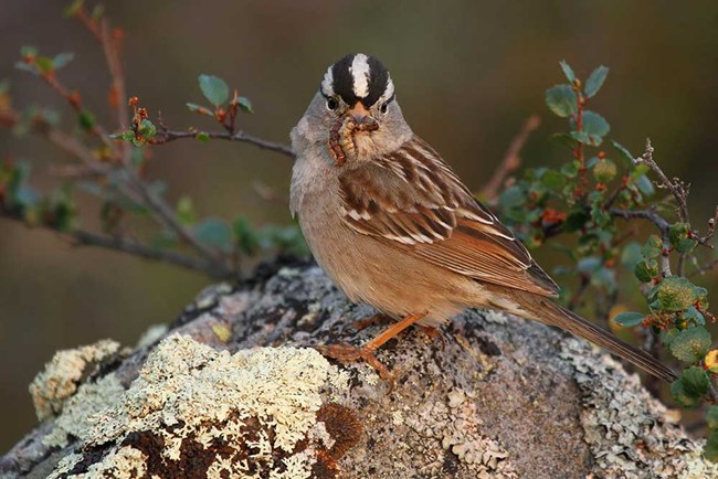 A white-crowned sparrow rests to munch on a worm.