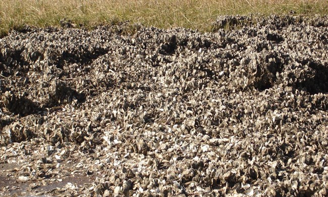 oyster reef restoration