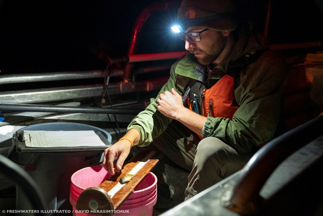 A headlamp wearing NPS employee studies a fish in a dimly lit truck.