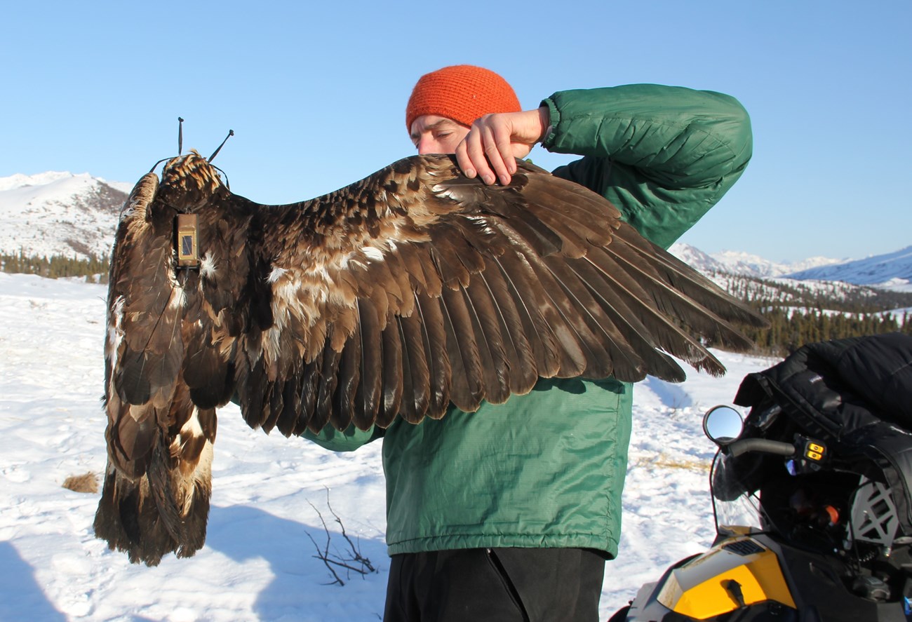 USFWS Biologist Steve Lewis Golden Eagle holds 1502 after capture 24 March 2015.