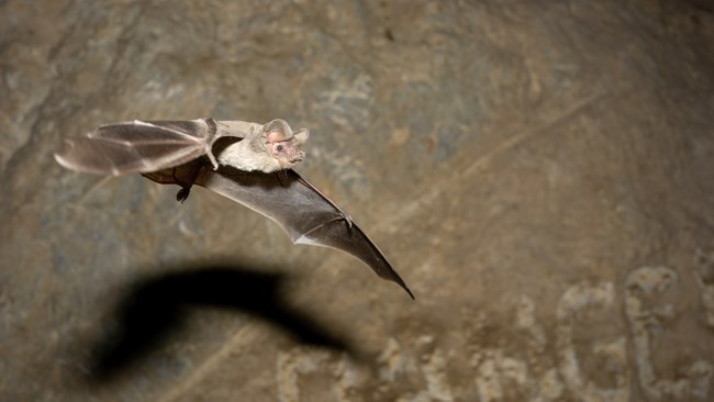 A Mexican free-tailed bat, a brown bat with rounded ears, spreads its wings as it flies through a cave.