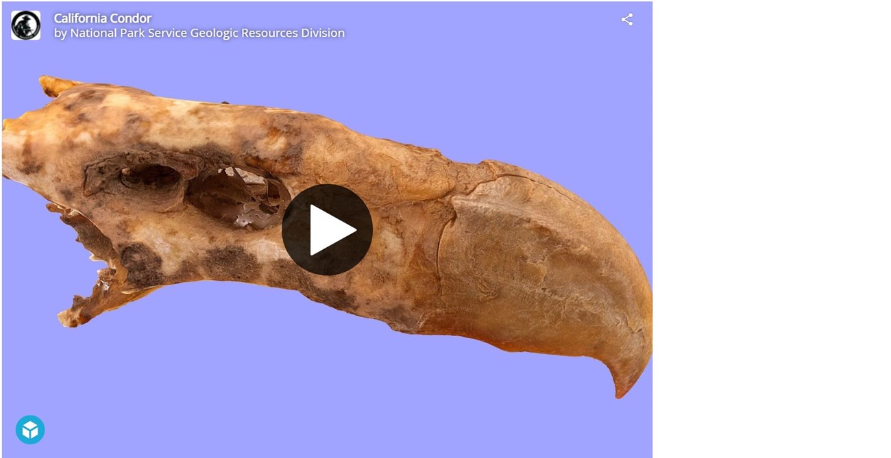 3d model of a fossil bird skull with a large beak