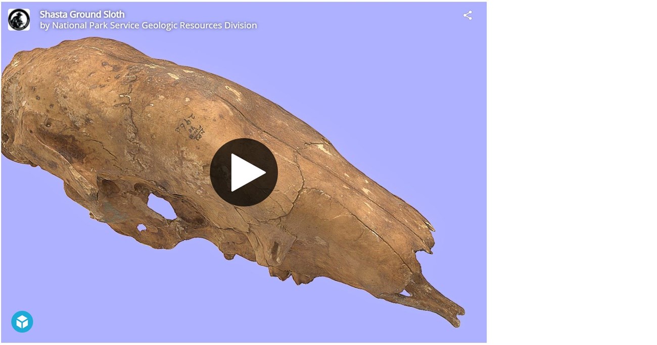 3d model of a fossil skull