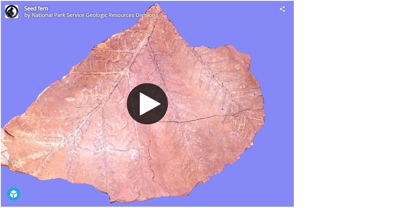 3d model of a block of rock with fossil leaf pattern on the surface