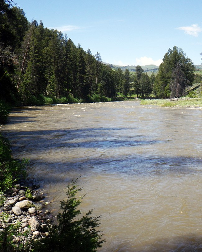 river water winding through tree lined shores