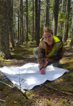 researcher in bright yellow vest crouched over white sheet on ground with tweezers