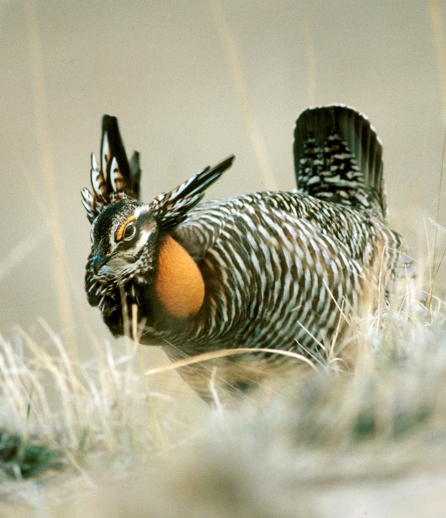 A bird standing on the ground with checkered brown and white feathering, necks feathers standing up, and a bare yellow patch on the side of the neck.