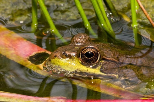 a green frog partially exposed above water