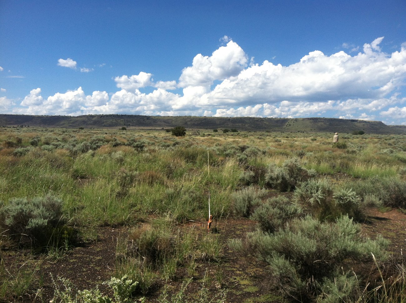 Grassland with scattered shrubs; measuring tape and field crew in background