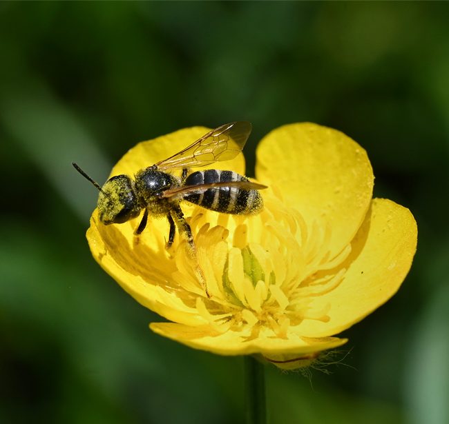 A black and white striped bee covered in yellow pollen grains sitting on a yellow flower.