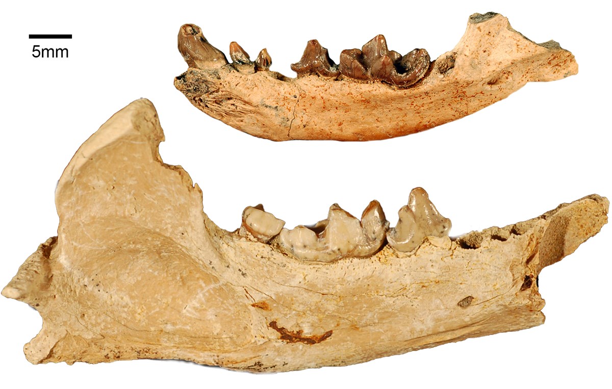 New Discoveries from Old Bones at Hagerman Fossil Beds National
