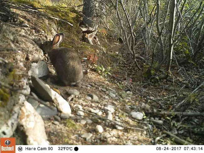 A wildlife camera capture of a hare eating mineral soil.