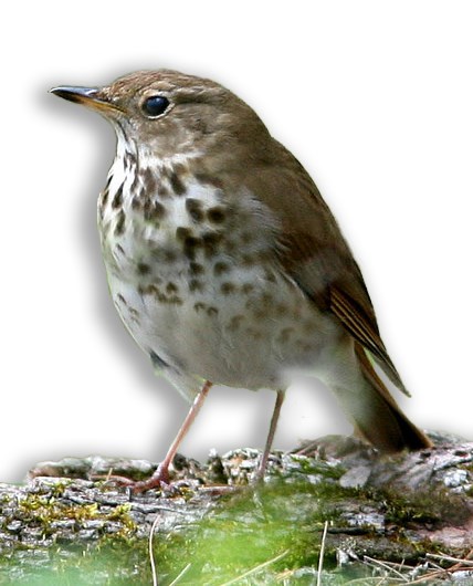 A Hermit Thrush sits on a log on the forest floor.