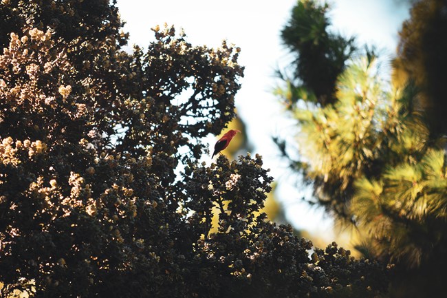 A small red bird sits on a green leafy tree