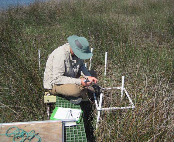 Man sitting on a platform in a salt marsh holding pvc pipe