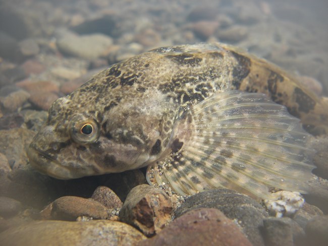 Fish with a big head and mouth blending in to creekbed gravel.