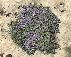 High angle of sentry milk-vetch on a rock