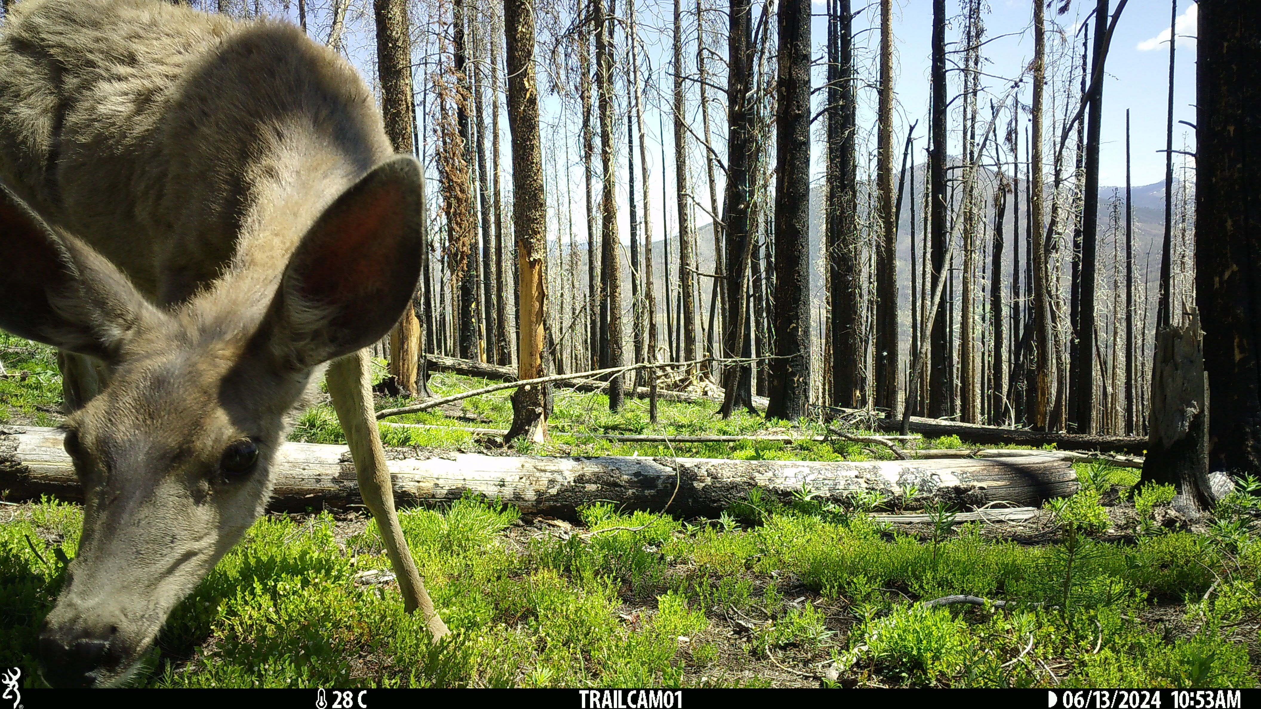 deer looking at camera trap with burned site in background