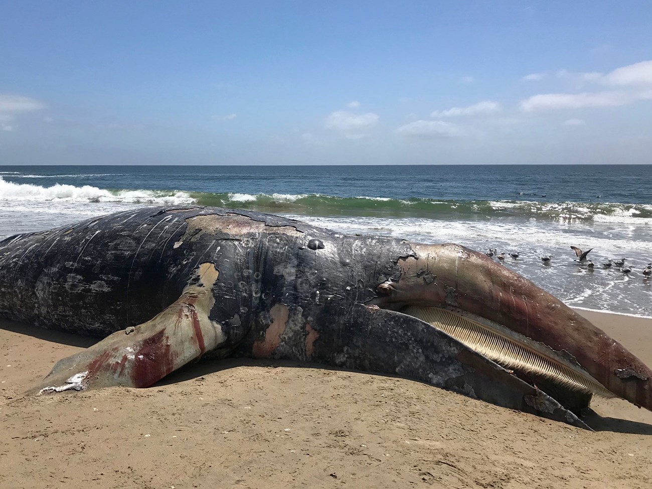 Whale carcass on a beach