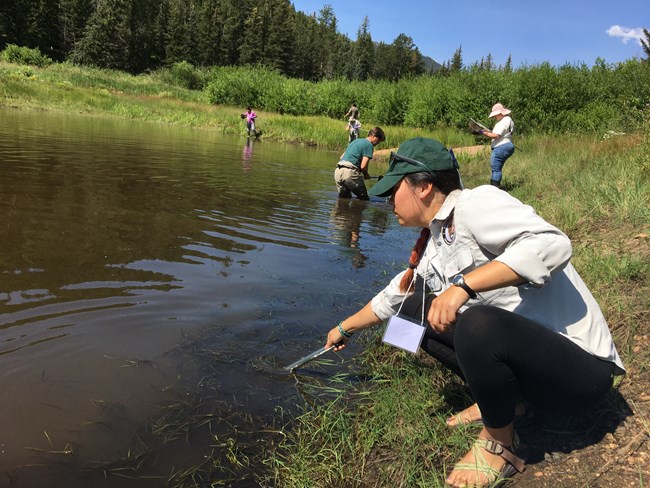 Woman dips net in pond.