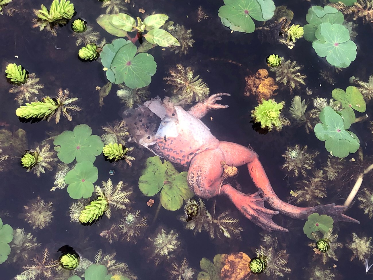 Upside-down, half-eaten adult female frog with a small cluster of gelatinous frog eggs.