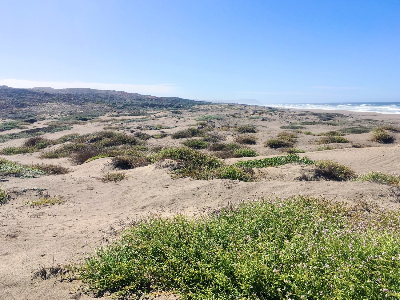 Sand dunes and scattered vegetation, with the ocean in the distance.