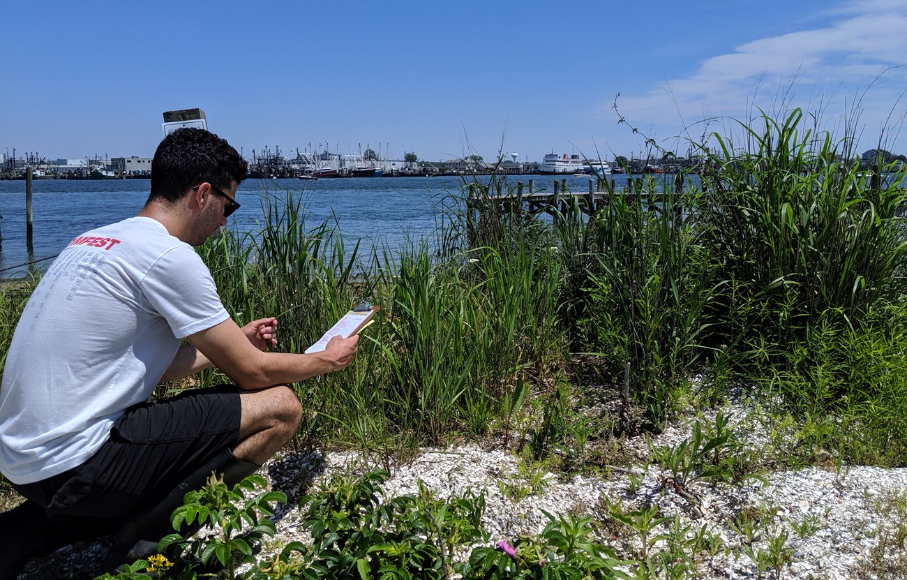 Cascella looks at plant species that commonly occur in coastal parks.