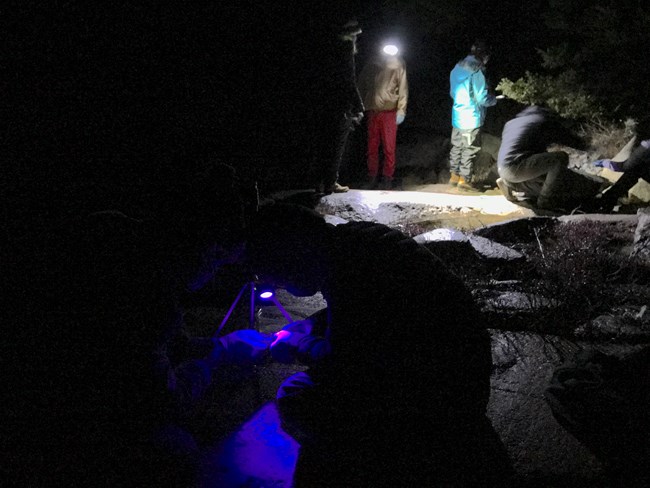 multiple people at night crouched underneath lights observing creatures in their hands