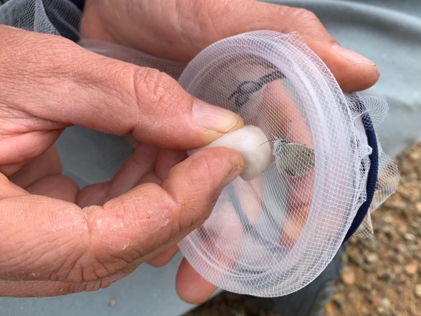 Captive butterfly drinking sugar-water from a cotton ball held up to the mesh netting at the top of its transport container