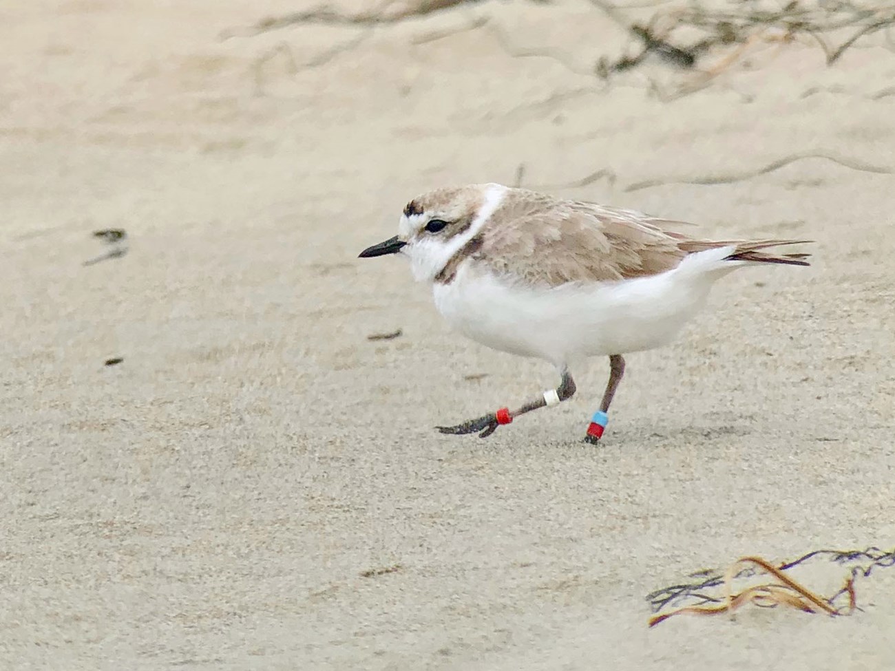 Small white and sand-colored bird with colored leg bands walking along a beach