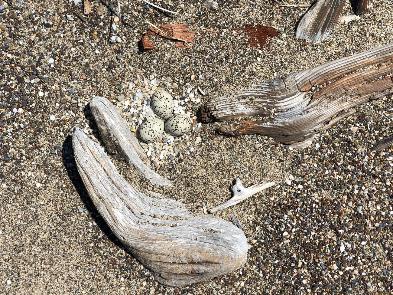 Three speckled eggs in a shallow scrape in the sand between two pieces of driftwood