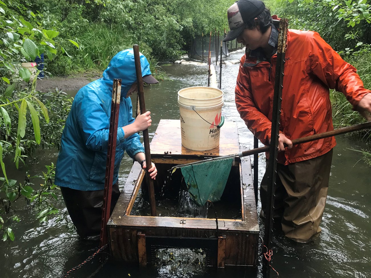 Two fishery crew members lean over the top of a smolt trap as one of them removes fish from the trap with a net