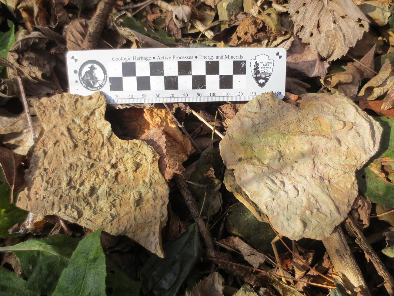 2 pieces of small thin rock. The left one has lattice like impressions and ridges on it.