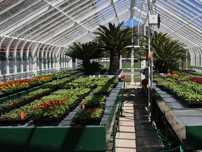 Interior of a greenhouse with glass structure and rows of seedlings.